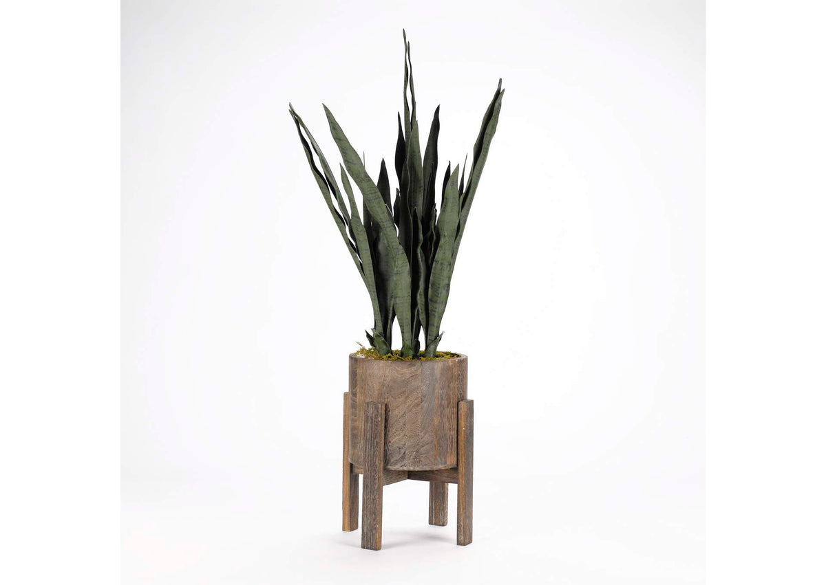 318906 Mother - in - Law'S Tongue Plant in Round Wood Planter With Stand