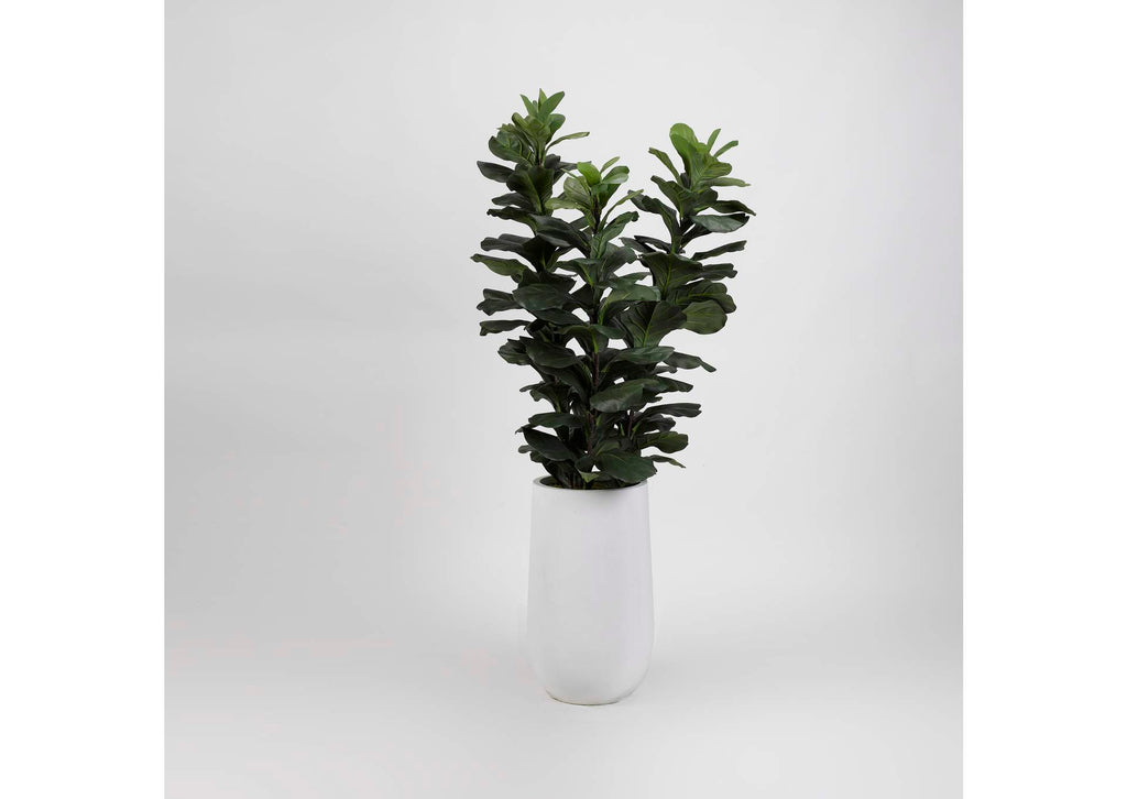 318914 6' Fiddle Leaf Fig Tree in Round White Resin Planter