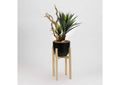 318916 Yucca Plant With Ghostwood in Black Resin Bowl With Wood Stand