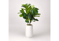319111 Natural Touch Fiddle Leaf Fig Plant in Round White Planter
