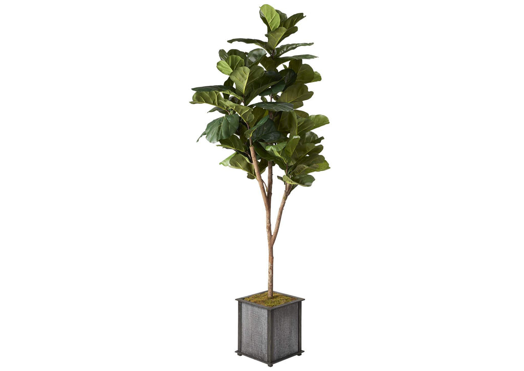 319701 7' Brazilian Fiddle Leaf Fig Tree in Square Metal Wood Planter