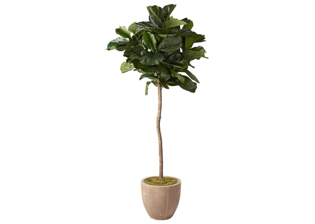319702 7' Brazilian Fiddle Leaf Fig Tree in Tan Planter
