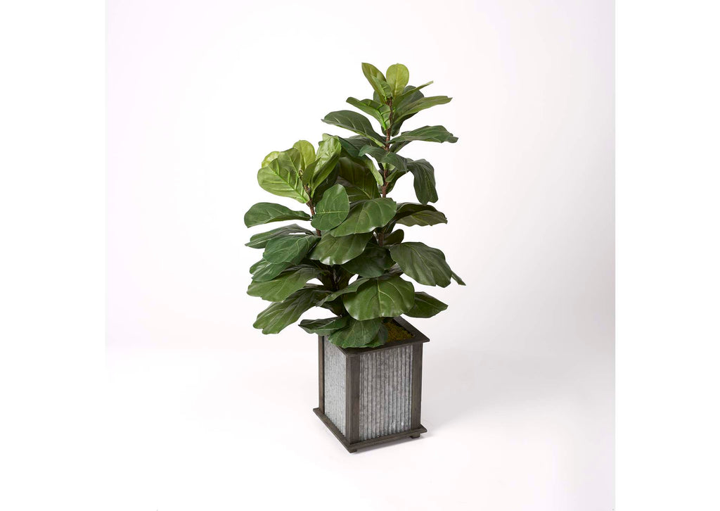 319705 42" Brazilian Fiddle Leaf Fig Plant in Square Metal Wood Planter