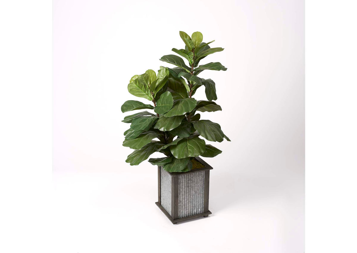 319705 42" Brazilian Fiddle Leaf Fig Plant in Square Metal Wood Planter