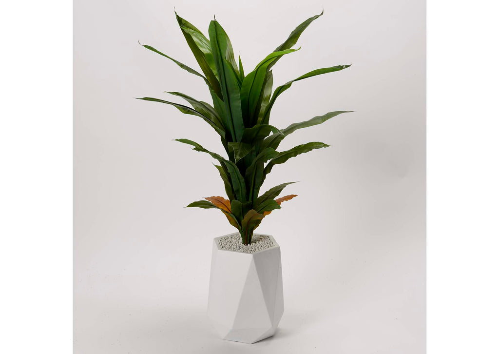 320411 Corn Plant in White Resin Planter