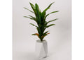 320411 Corn Plant in White Resin Planter