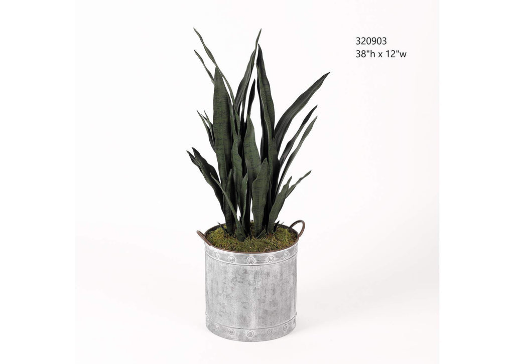 320903 38" Mother in Law'S Tongue in Tin Planter