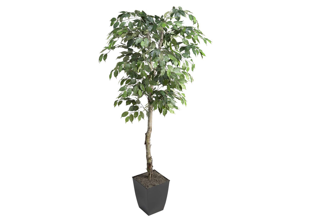 320921 6' Ficus Tree in Black Square Metal Planter