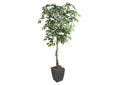 320921 6' Ficus Tree in Black Square Metal Planter