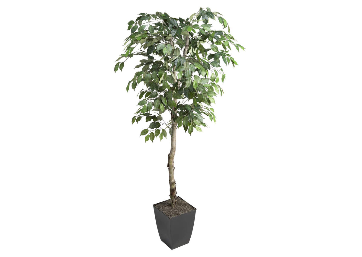 320921 6' Ficus Tree in Black Square Metal Planter