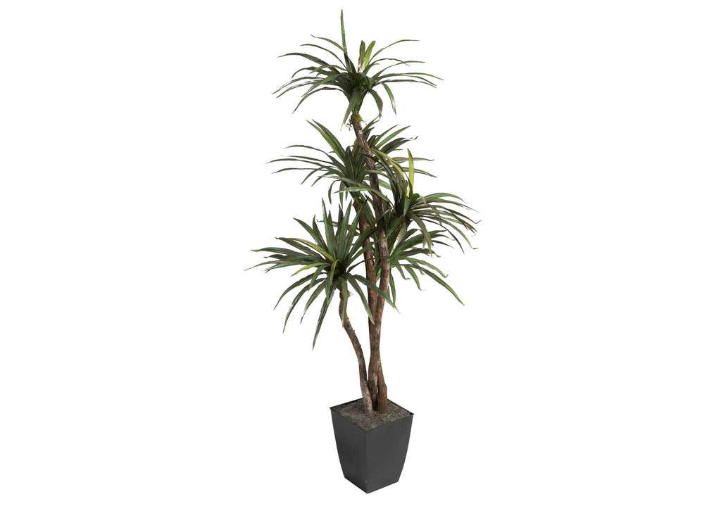 320923 6' Dracaena Tree in Black Square Metal Planter