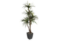 320923 6' Dracaena Tree in Black Square Metal Planter