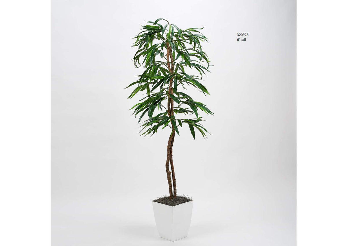 320928 6' Weeping Ficus Tree in White Square Metal Planter