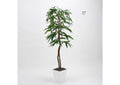 320928 6' Weeping Ficus Tree in White Square Metal Planter