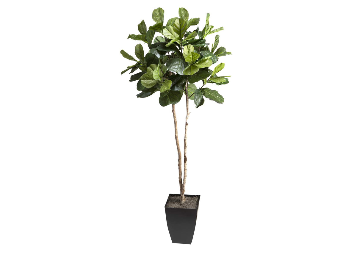 320932 7' Fiddle Leaf Fig Tree in Black Square Metal Planter