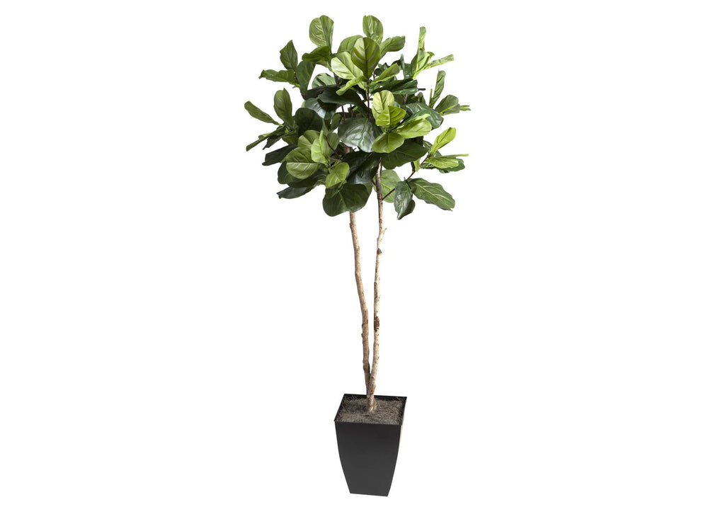 320932 7' Fiddle Leaf Fig Tree in Black Square Metal Planter