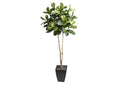 320932 7' Fiddle Leaf Fig Tree in Black Square Metal Planter