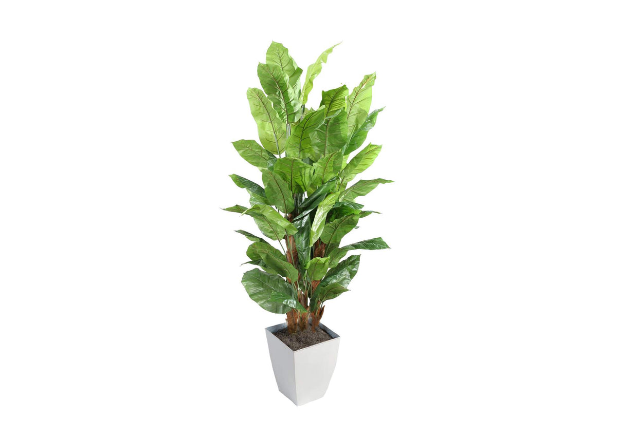 320943 8' Spath Tree in White Square Metal Planter
