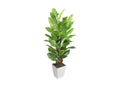 320943 8' Spath Tree in White Square Metal Planter