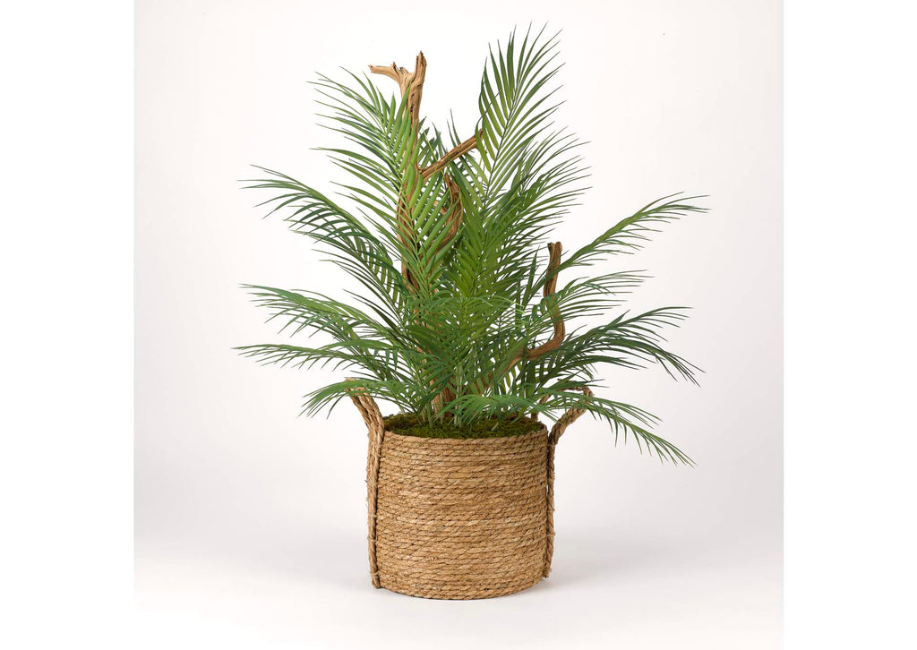 321201 Areca Palm With Ghostwood Branches in Natural Round Basket With Handles