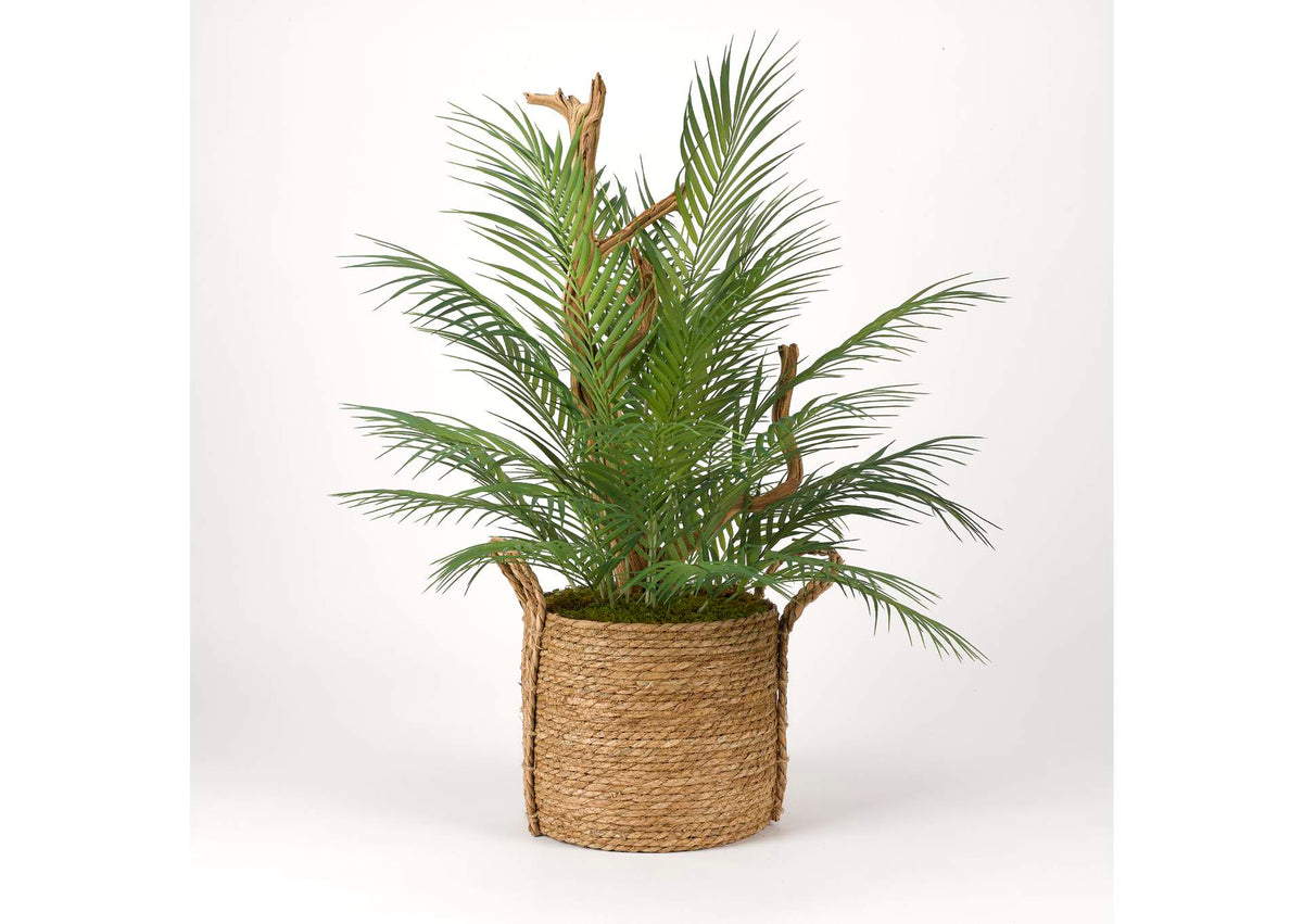 321201 Areca Palm With Ghostwood Branches in Natural Round Basket With Handles