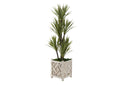321236 48" Yucca Tree in Small White Wooden Box Planter