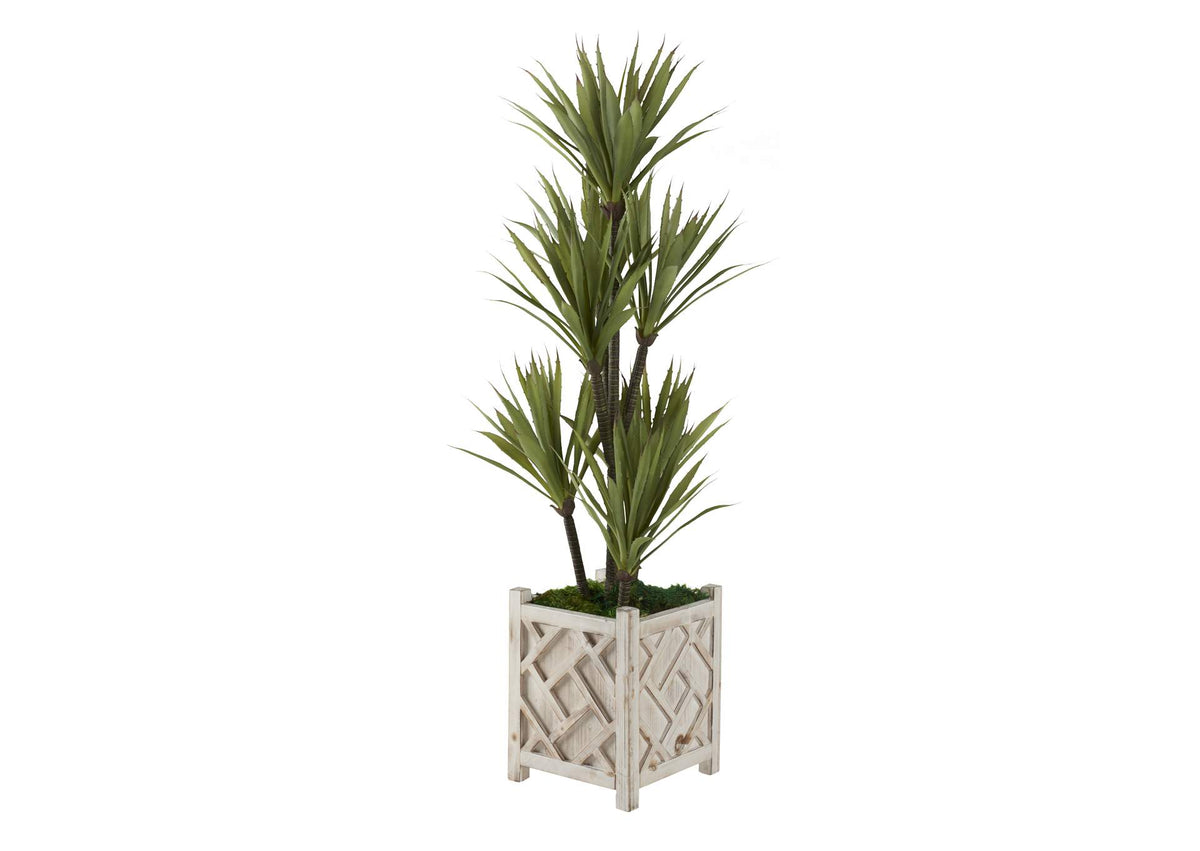 321236 48" Yucca Tree in Small White Wooden Box Planter