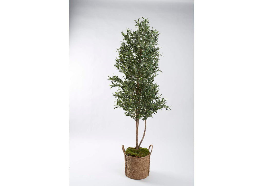 321252 7' Olive Tree in Natural Round Jute Basket