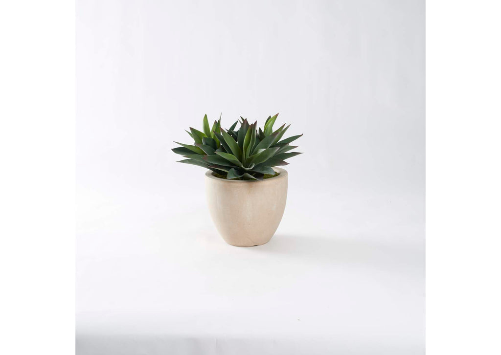 321273 Green Aloe Plants in Round Tan Planter