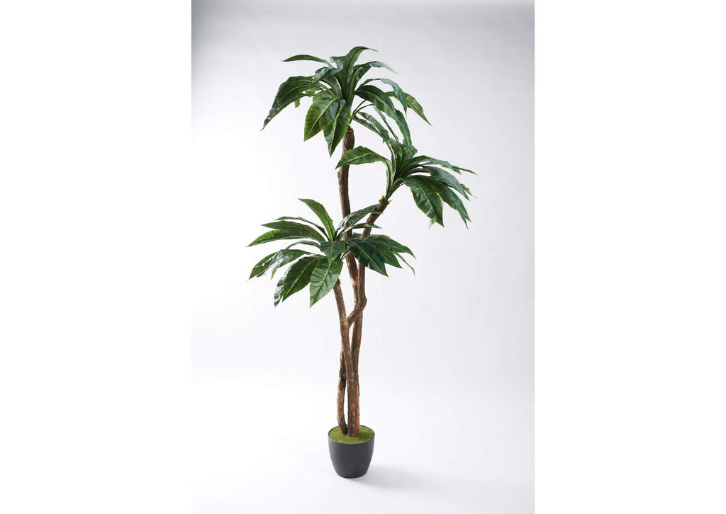 321282 7' Birdnest Palm in Black Plastic Pot