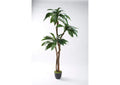 321282 7' Birdnest Palm in Black Plastic Pot