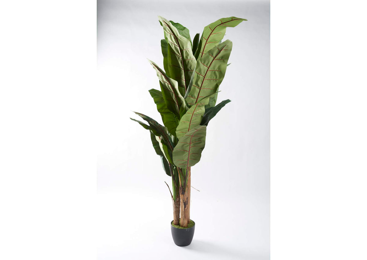 321284 8' Banana Palm in Black Plastic Pot