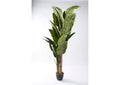 321284 8' Banana Palm in Black Plastic Pot