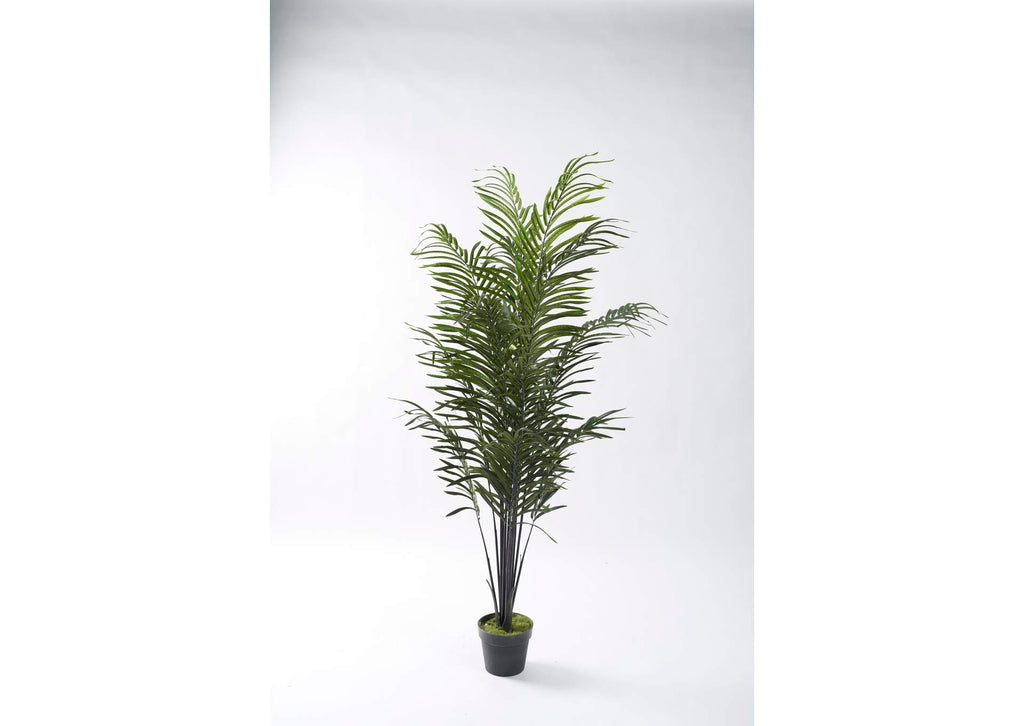 321285 68" Dwarf Areca Palm in Black Plastic Pot