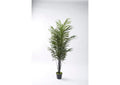 321285 68" Dwarf Areca Palm in Black Plastic Pot
