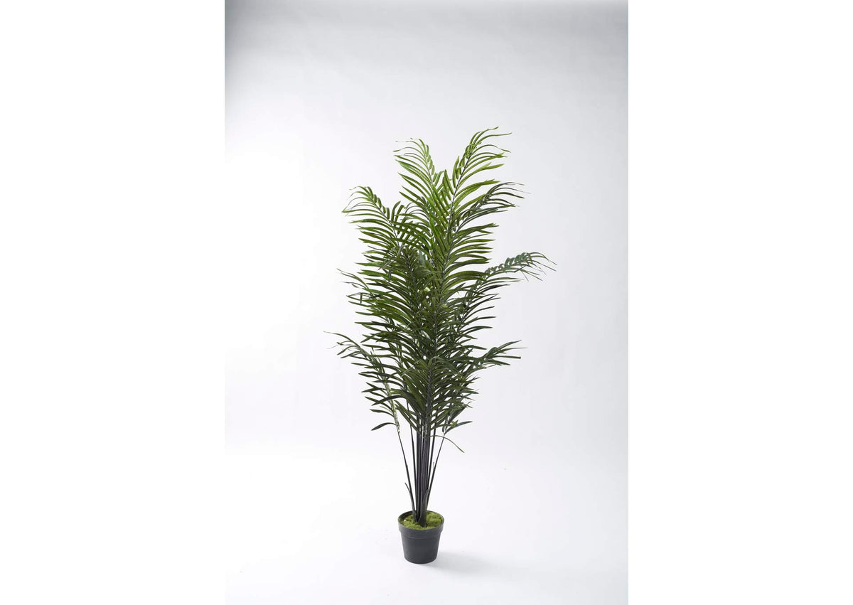 321285 68" Dwarf Areca Palm in Black Plastic Pot