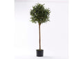 321299 50" Olive Topiary in Black Plastic Pot