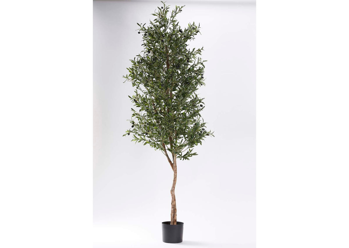 321303 80" Olive Tree in Black Plastic Pot