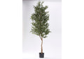 321303 80" Olive Tree in Black Plastic Pot