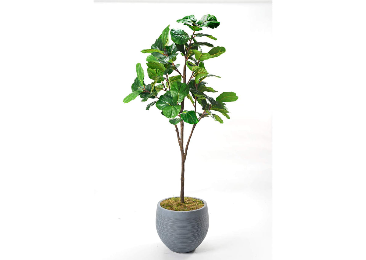 321869 7' Fiddle Leaf Fig Tree in Round Grey Planter