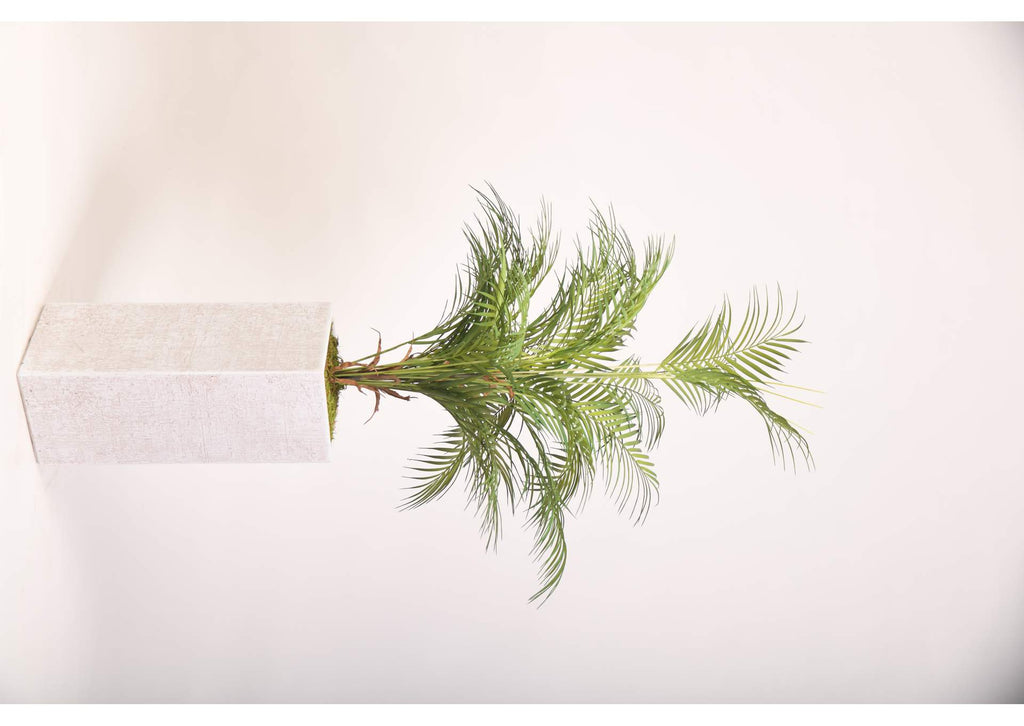 321904 Areca Palm in Tall White Square Textured Planter