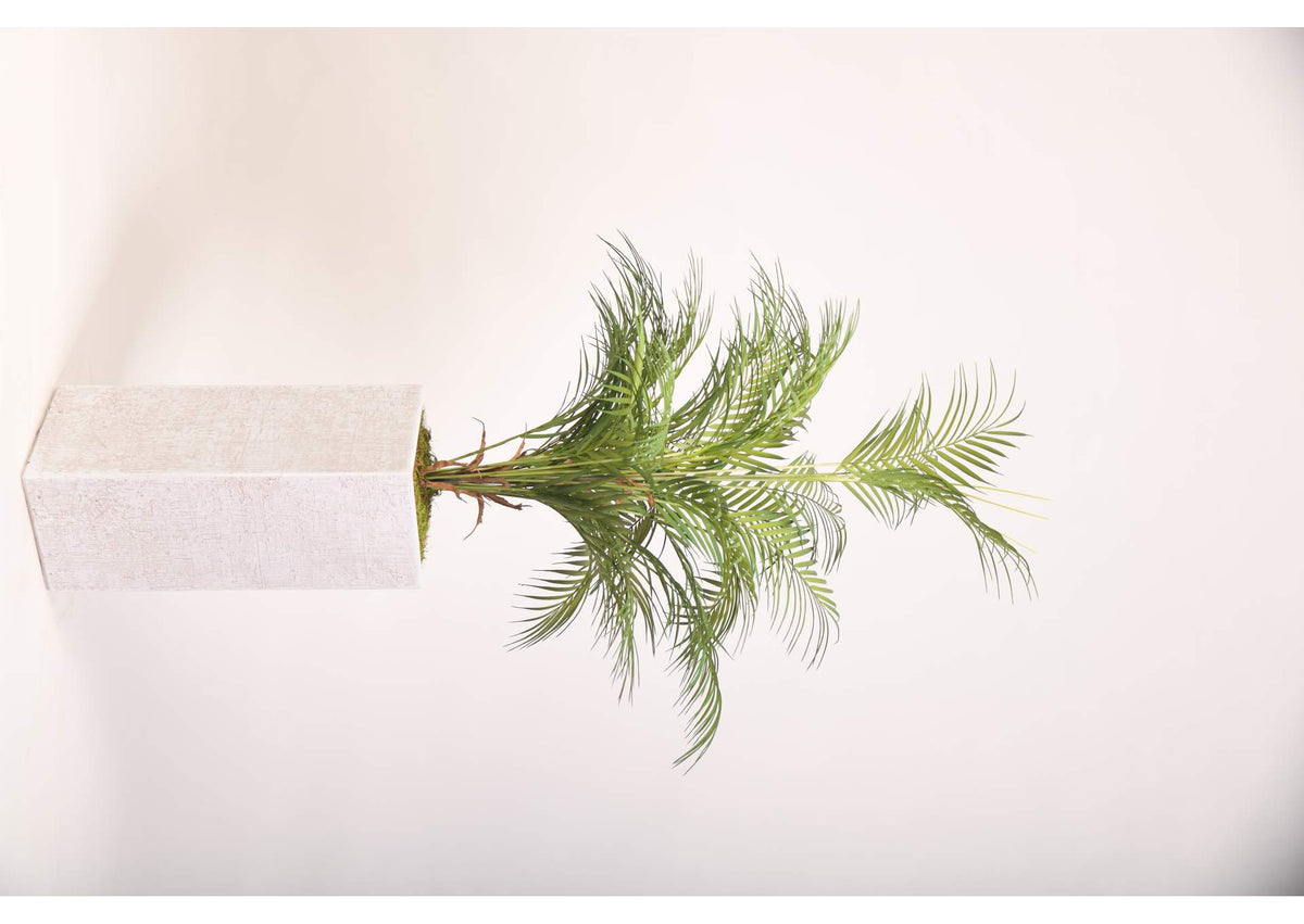 321904 Areca Palm in Tall White Square Textured Planter