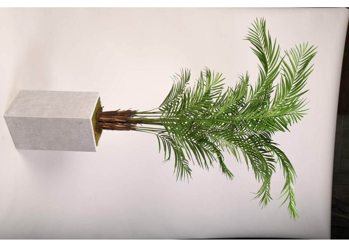321905 8' Areca Palm in Tall White Square Textured Planter
