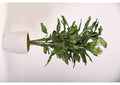 321917 56" Hosta Plant in Round White Planter