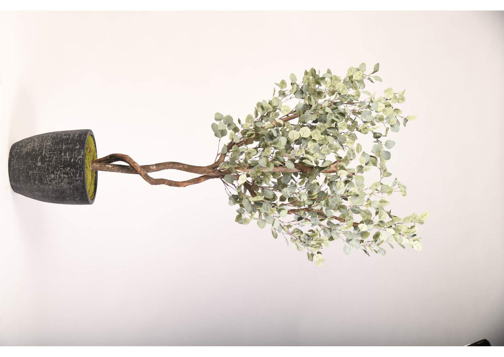 321920 7' Eucalyptus Tree in Round Black Textured Planter