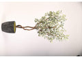 321920 7' Eucalyptus Tree in Round Black Textured Planter