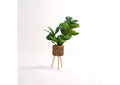 322123 Fiddle Leaf Fig in Small Wooden Planter With Legs