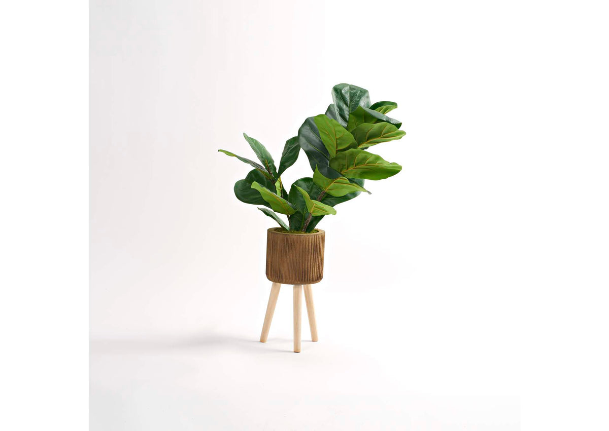 322123 Fiddle Leaf Fig in Small Wooden Planter With Legs