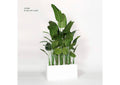 322401 8' Traveler Palm Screen in White Rectangle Planter