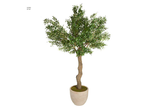 322403 10' Olive Tree in Round Sandstone Planter